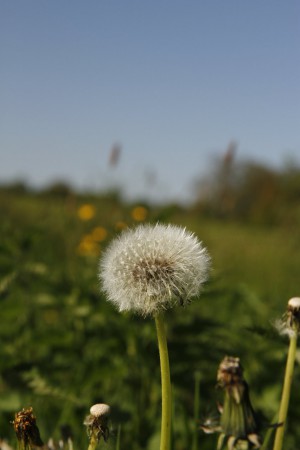 Pluisje